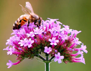 shumwayandBronxBotanical135.jpg