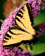 shumwayandBronxBotanical140.jpg
