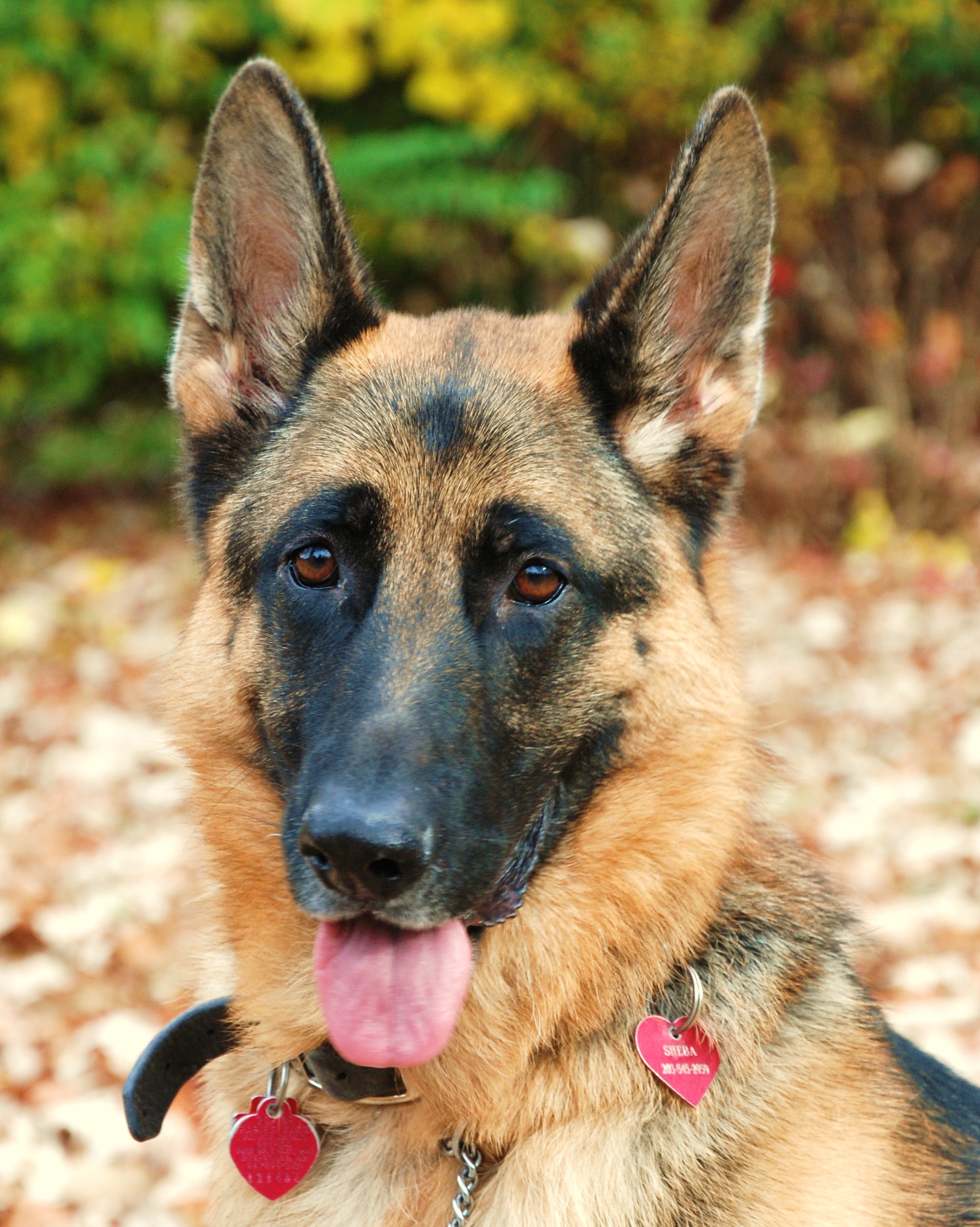 DSC_0397shepwarm.jpg